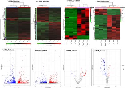 A Novel Long Non-coding RNA, MSTRG.51053.2 Regulates Cisplatin Resistance by Sponging the miR-432-5p in Non-small Cell Lung Cancer Cells